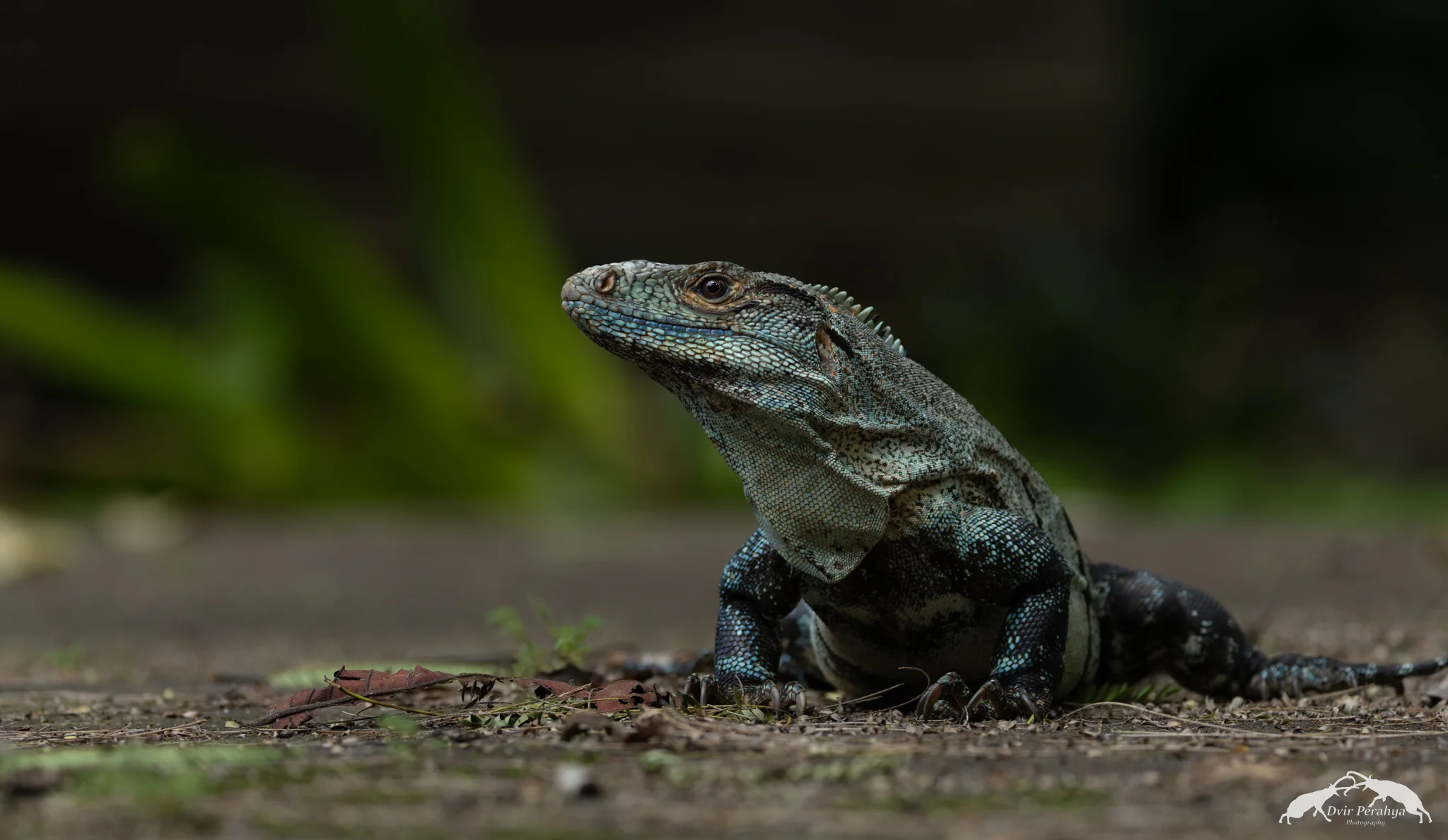 Iguana, Manuel Antonio